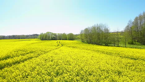 Leuchtend-Gelbe-Blüten-Von-Rapspflanzen-Auf-Den-Feldern-Im-Sommer