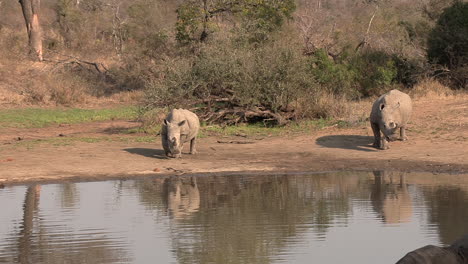 An-elephant-backs-off-upset,-as-two-rhinos-approach-the-watering-hole