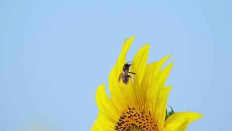Die-Kamera-Zoomt-Heraus-Und-Zeigt-Diese-Blume-Mit-Einer-Biene,-Die-Darum-Kämpft,-Sich-Aus-Einem-Blütenblatt-Zu-Lösen,-Gewöhnliche-Sonnenblume-Helianthus-Annuus,-Thailand