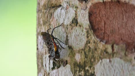 Resting-on-the-bark-of-the-tree-as-seen-from-it-back-side,-Lantern-Bug,-Penthicodes-variegate,-Thailand
