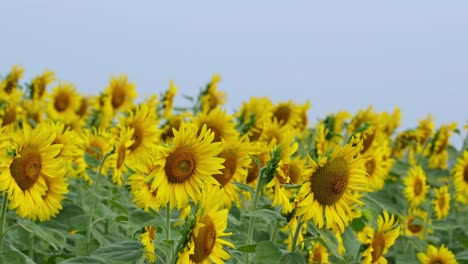 Gewöhnliche-Sonnenblumen-Bewegen-Sich-Mit-Etwas-Morgenwind-Auf-Einem-Feld,-Schöner-Blauer-Himmelshintergrund,-Helianthus-Annuus,-Thailand