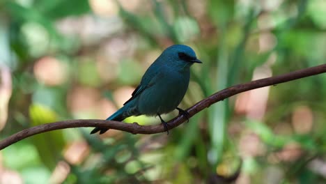 Perched-on-a-vine-while-taking-a-shower-from-a-dripping-water-inside-the-forest,-Verditer-Flycatcher-Eumyias-thalassinus,-Thailand