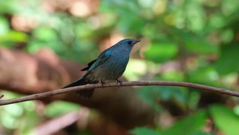 Chirping-and-turning-while-perched-on-the-vine-in-the-forest,-Verditer-Flycatcher-Eumyias-thalassinus,-Thailand