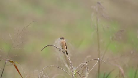 Perched-on-top-of-a-dry-grass-while-the-wind-blows-during-winter,-Amur-Stonechat-or-Stejneger's-Stonechat-Saxicola-stejnegeri,-Thailand
