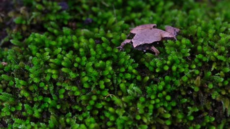 Resting-while-moving-its-neck-as-it-croaks-on-a-path-of-moss,-Dark-sided-Chorus-Frog-or-Taiwan-Rice-Frog-Microhyla-heymonsi,-Thailand