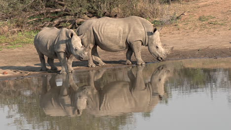 Dos-Rinocerontes-Blancos-En-Un-Abrevadero-Con-Sus-Hermosos-Reflejos-En-El-Agua.