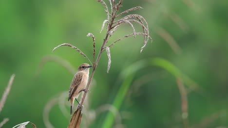 Perched-on-the-stem-of-a-dry-brown-grass-as-the-wind-blows-at-a-grassland,-Amur-Stonechat-or-Stejneger's-Stonechat-Saxicola-stejnegeri,-Thailand