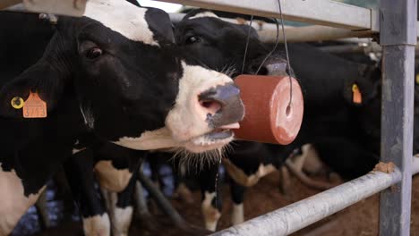 Cow-eating-salt-cube-in-an-animal-farm
