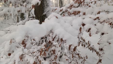 Schnee-Liegt-Auf-Blättern-Und-Ästen
