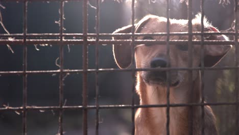 Slow-motion-footage-of-a-dog-behind-a-fence-wagging-it's-tail-in-the-morning-sun