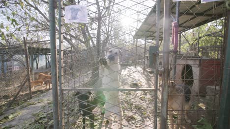 Camera-moved-towards-a-brown-white-dog-that-is-standing-against-a-fence-in-a-humane-society