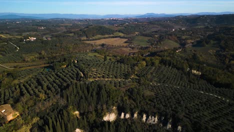 Panoramic-overview-of-olive-tree-orchards-in-perfect-rows,-stunning-Tuscan-landscape