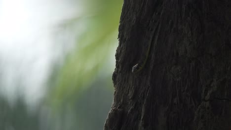 Snake-relaxing-on-tree---eyes-