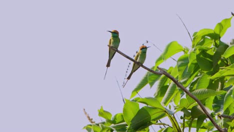 Two-individuals-waiting-for-the-right-insect-to-flyby-to-eat-as-the-camera-zooms-out,-Little-Green-Bee-eater-Merops-orientalis,-Thailand