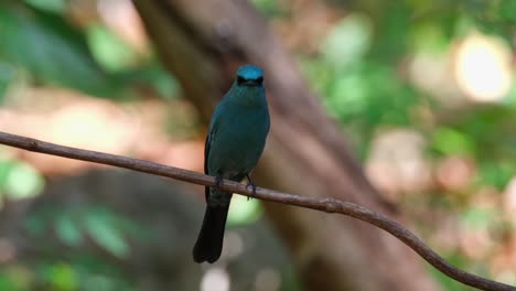 Looking-around-investigating-its-surroundings-while-perched-on-a-vine,-Verditer-Flycatcher-Eumyias-thalassinus,-Thailand