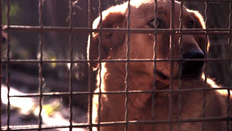 Slow-motion-footage-of-a-golden-brown-dog-in-the-sunlight-behind-a-fence