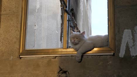 Eine-Katze-Steht-Am-Rand-Eines-Fensters-In-Einem-Zimmer,-Das-Einem-Palästinensischen-Bewohner-Im-Gazastreifen-Gehört