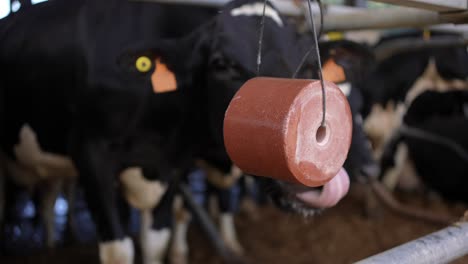 Producto-De-Cubo-De-Bloque-Para-Lamer-Sal-Rodado-Con-Vacas-En-El-Fondo