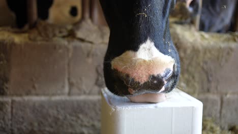Cow-lick-salt-block