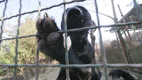 Slow-motion-footage-of-two-black-dogs-behind-a-fence-that-are-poking-their-noses-through-and-trying-to-get-to-the-camera