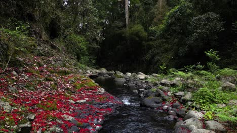 Slow-cinematic-journey-down-a-flowing-stream-scattered-with-blood-red-flowers
