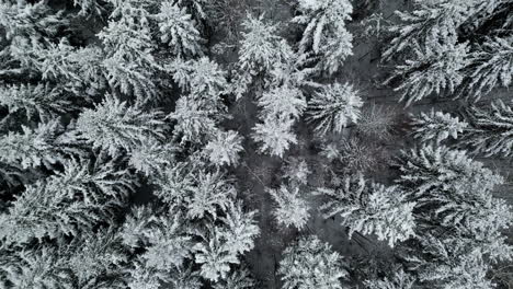 Aerial-view-over-frosty-and-snowy-treetops-on-a-cloudy-day---top-down,-drone-shot