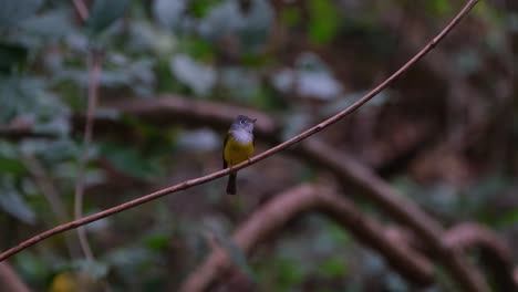 Camera-zooms-out-showing-this-bird-on-a-diagonal-vine,-Gray-headed-Canary-Flycatcher-Culicicapa-ceylonensis,-Thailand