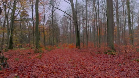 Low-camera-flight-forward-on-a-forest-path-past-a-hunting-lodge-in-late-fall