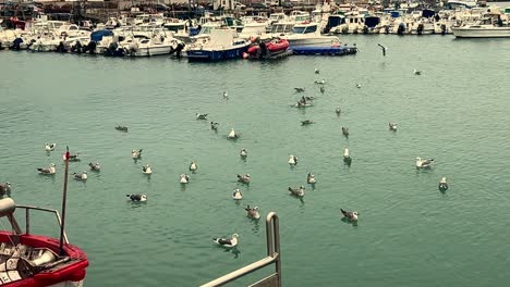 Flock-of-seagulls-floating-at-the-water's-surface-in-a-maritime-setting,-small-fishing-boats