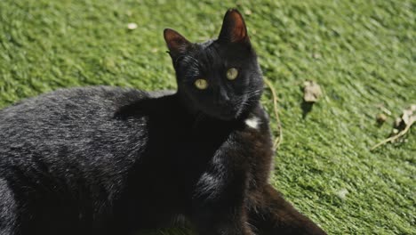 Beautiful-black-cat-in-the-garden