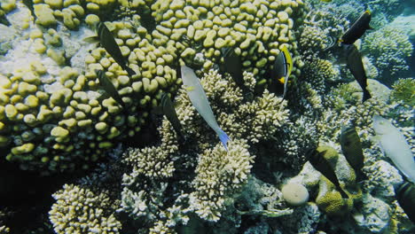 Kolonie-Schwarzer-Fische-Unter-Wasser