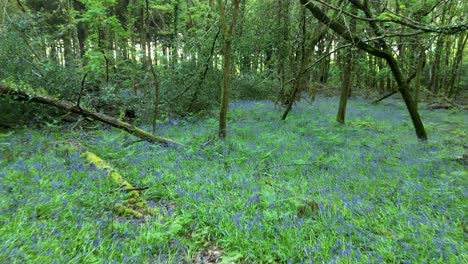 Low-flight-through-bluebell-woods-with-carpet-of-bluebells-and-vibrant-Spring-green-of-the-trees