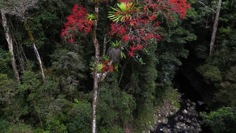 Enthüllung-Der-Leuchtend-Roten-Blüten-Eines-Queensland-Flammenbaums,-Der-An-Einem-Bach-Im-Australischen-Lamington-Nationalpark-Wächst