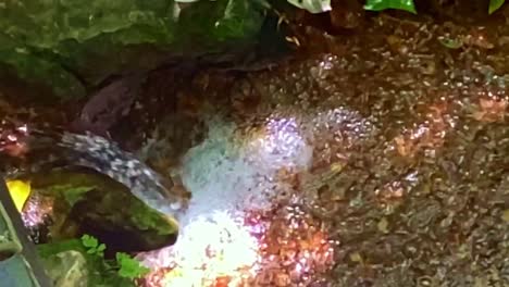 Mineralwasserquelle-In-Brasiliens-Savanne-Oder-Cerrado-–-Reines,-Frisches-Fließendes-Wasser