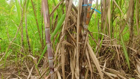 Vergrößern-Sie-Zuckerrohrpflanzen-Mitten-Im-Wald