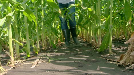 Farmer-in-boots-walking-through-a-corn-field---South-America
