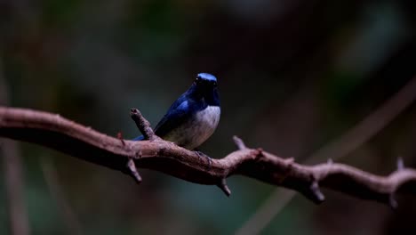 Seen-in-the-dark-of-the-forest-perched-on-a-thorny-vine-facing-to-the-right-then-looks-to-the-camera-and-poops,-Hainan-Blue-Flycatcher-Cyornis-hainanus,-Thailand