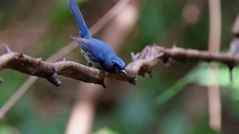 Perched-on-this-vine-resting-and-then-flies-away-to-its-back-to-return-with-a-worm-in-its-mouth-and-swallows-it,-Hainan-Blue-Flycatcher-Cyornis-hainanus,-Thailand