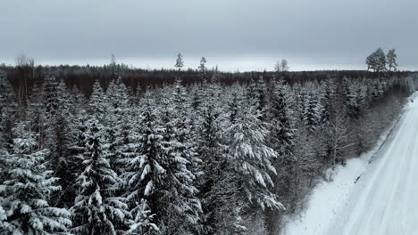 Winter-snow-frozen-landscape-in-cold-dense-spruce-tree-forest,-aerial