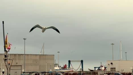 Slow-motion-video-recording-of-seagulls-hovering-above-the-water-surface,-set-against-a-backdrop-of-small-ships-and-boats