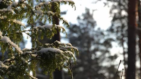 Close-up-of-snowy-juniper-branch-during-winter-time