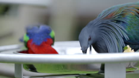 Nicobar-pigeon-at-Bird-Paradise-in-Mandai,-Singapore