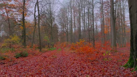 Low-camera-flight-backwards-along-a-forest-path-in-late-fall