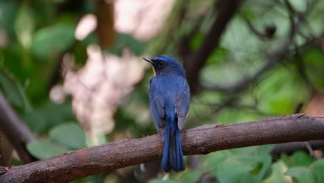 Seen-from-its-back-facing-to-the-left-as-the-camera-zooms-in,-Indochinese-Blue-Flycatcher-Cyornis-sumatrensis-Male,-Thailand