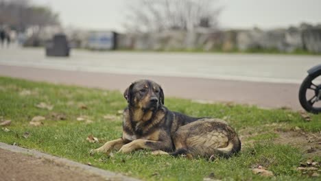 Ein-Obdachloser-Hund,-Der-Sitzt,-Schläft-Und-Spielt