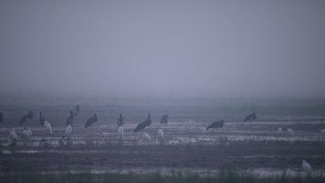 Flock-of-Black-Storks-in-Misty-morning-in-Wetland