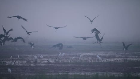 Flock-of-Black-Storks-Flying