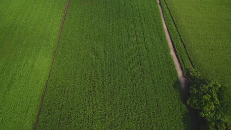 Flight-over-corn-fields-in-South-America