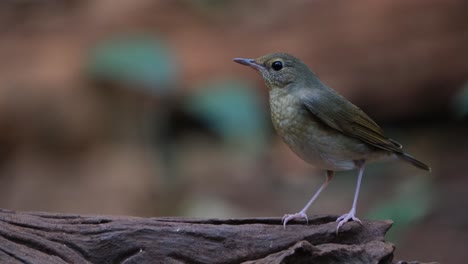 Seen-on-a-log-on-the-right-side-as-the-camera-zooms-out-in-the-forest,-Siberian-Blue-Robin-Larvivora-cyane-Female,-Thailand