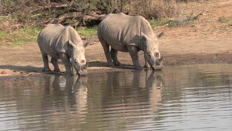 Los-Rinocerontes-En-Un-Pozo-De-Agua-Están-Algo-Sorprendidos-Por-Algo.